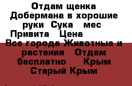 Отдам щенка Добермана в хорошие руки. Сука 5 мес. Привита › Цена ­ 5 000 - Все города Животные и растения » Отдам бесплатно   . Крым,Старый Крым